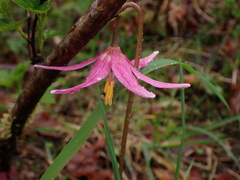 Erythronium revolutum