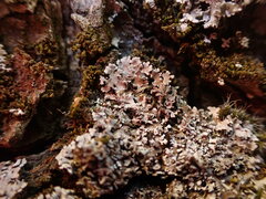 Physconia perisidiosa