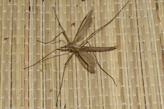 Tipula