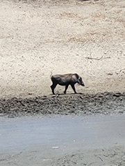 Phacochoerus africanus massaicus