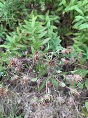 Symphyotrichinae
