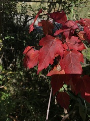 Acer ginnala