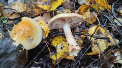 Cortinarius triumphans