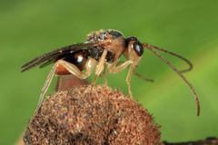 Synergini