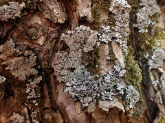 Physconia perisidiosa