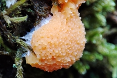 Tubifera ferruginosa