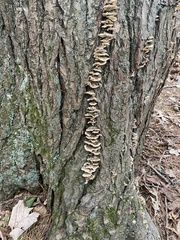 Trichaptum fuscoviolaceum