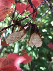 Acer ginnala