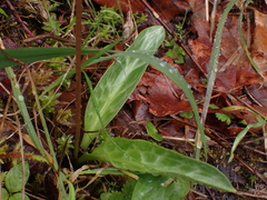 Erythronium revolutum
