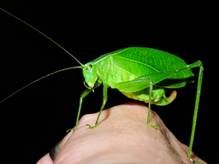 Apocerycta incommoda