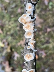 Byssomerulius corium