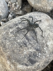 Pardosa lapidicina