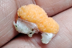 Tubifera ferruginosa