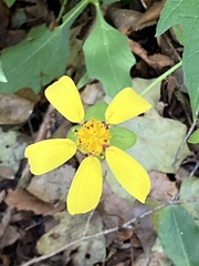 Smallanthus uvedalia