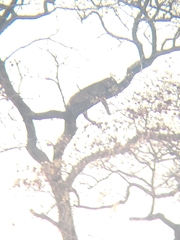 Panthera pardus pardus