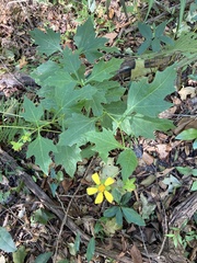 Smallanthus uvedalia