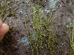 Homalothecium nuttallii