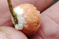 Tubifera ferruginosa