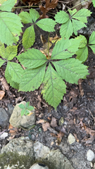 Parthenocissus quinquefolia