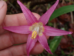 Erythronium revolutum