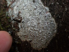 Pertusaria borealis