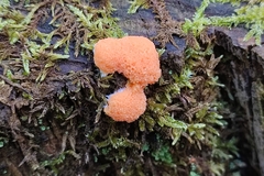 Tubifera ferruginosa