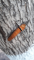 Papilio multicaudata multicaudata