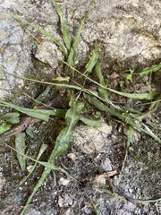 Asplenium rhizophyllum