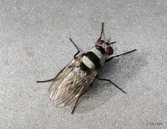 Anthomyia pluvialis