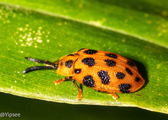 Epistictina perplexa