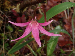 Erythronium revolutum