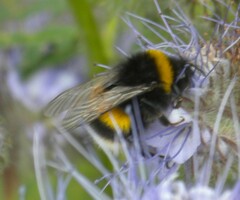 Bombus terrestris