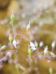 Heuchera parviflora