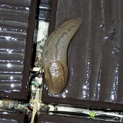 Ambigolimax valentianus