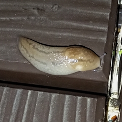 Ambigolimax valentianus
