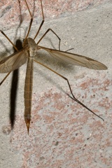 Tipula