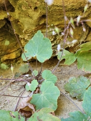 Heuchera parviflora