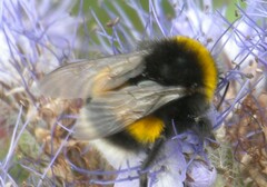 Bombus terrestris