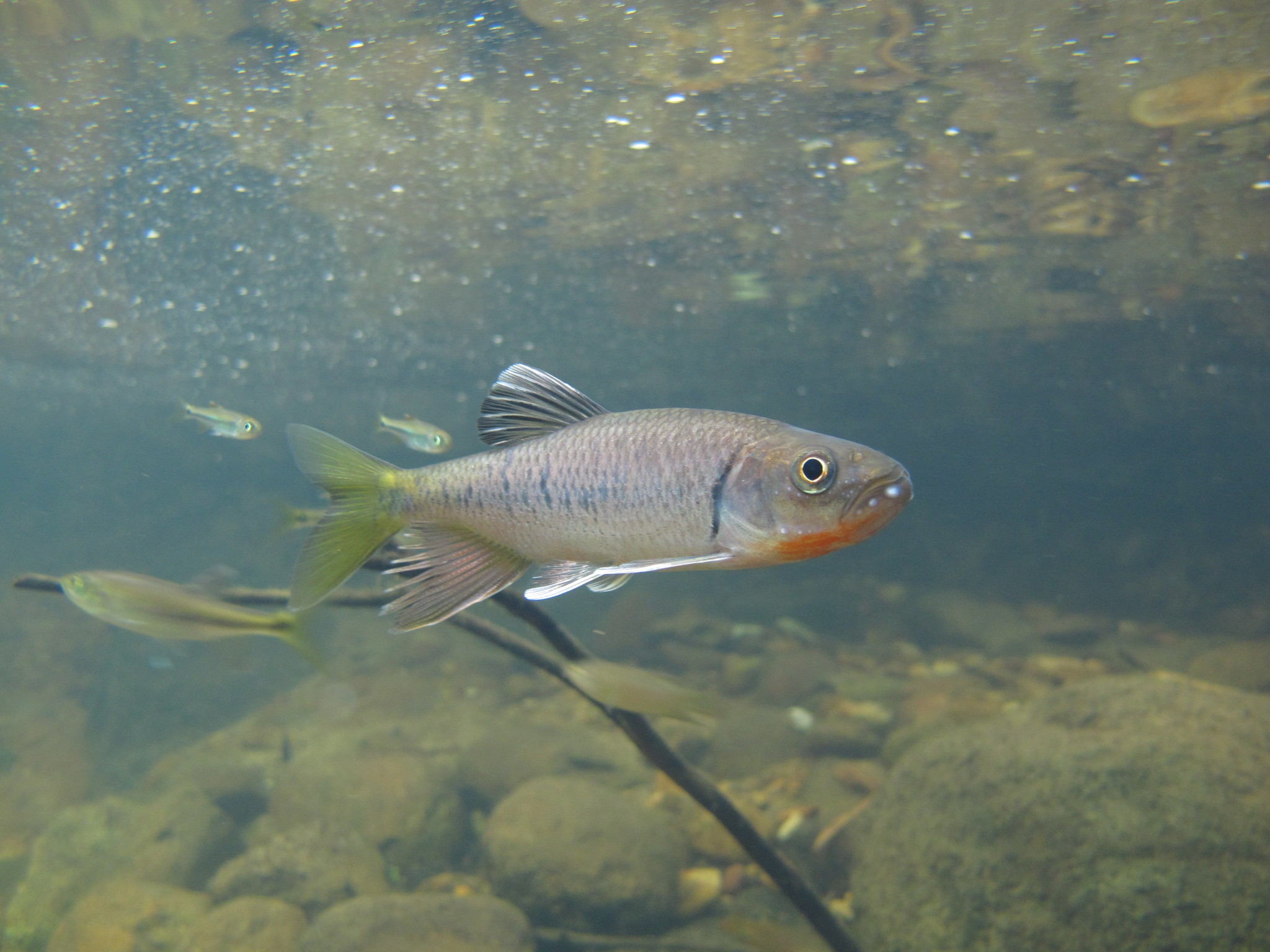 Wpl Waterplantslover | エキノドルス・'パイソン' Echinodorus