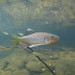 Predaceous Chub - Photo (c) H.T.Cheng, some rights reserved (CC BY-NC), uploaded by H.T.Cheng