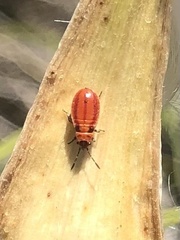 Lygaeus kalmii