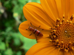 Dologenitus nigrocinctus