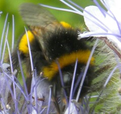 Bombus terrestris