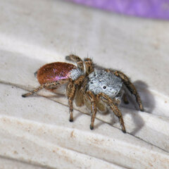 Habronattus decorus