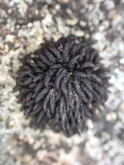 Andreaea