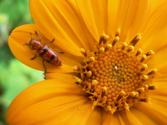 Dologenitus nigrocinctus