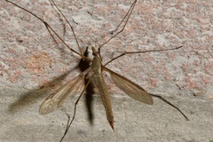Tipula