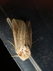 Mythimna riparia