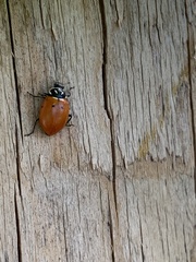 Coccinellidae