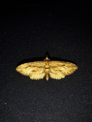 Eupithecia phoeniceata
